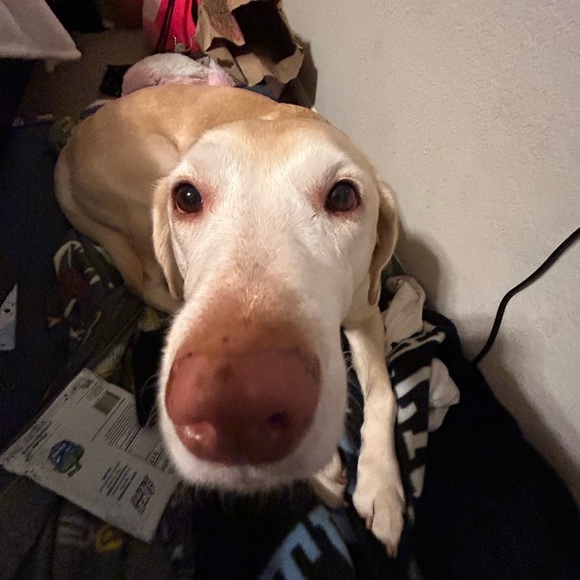 Meet your Posher, Joe - Picture 1 of 1